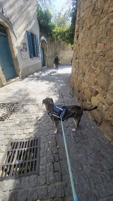 Château et remparts de la cité de Carcassonne by null