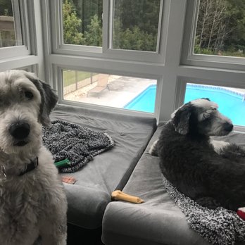 Almost Home Boarding Grooming 11 Photos Pet Groomers 7903 Cramer Ct Greensboro Nc Phone Number