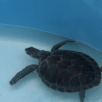 The Turtle Hospital - One of the turtles with the papilloma virus. - Veterinarians Near Me - Marathon, Florida The Turtle Hospital - One of the turtles with the papilloma virus. - Veterinarians Near Me - Marathon, Florida
