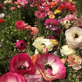 The Flower Fields - Venues & Event Spaces Near Me - Carlsbad, California