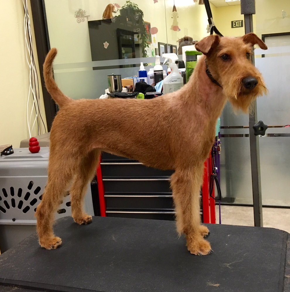 Welsh Terrier Irish Terrier Hand Stripping Welsh Terrier Fox