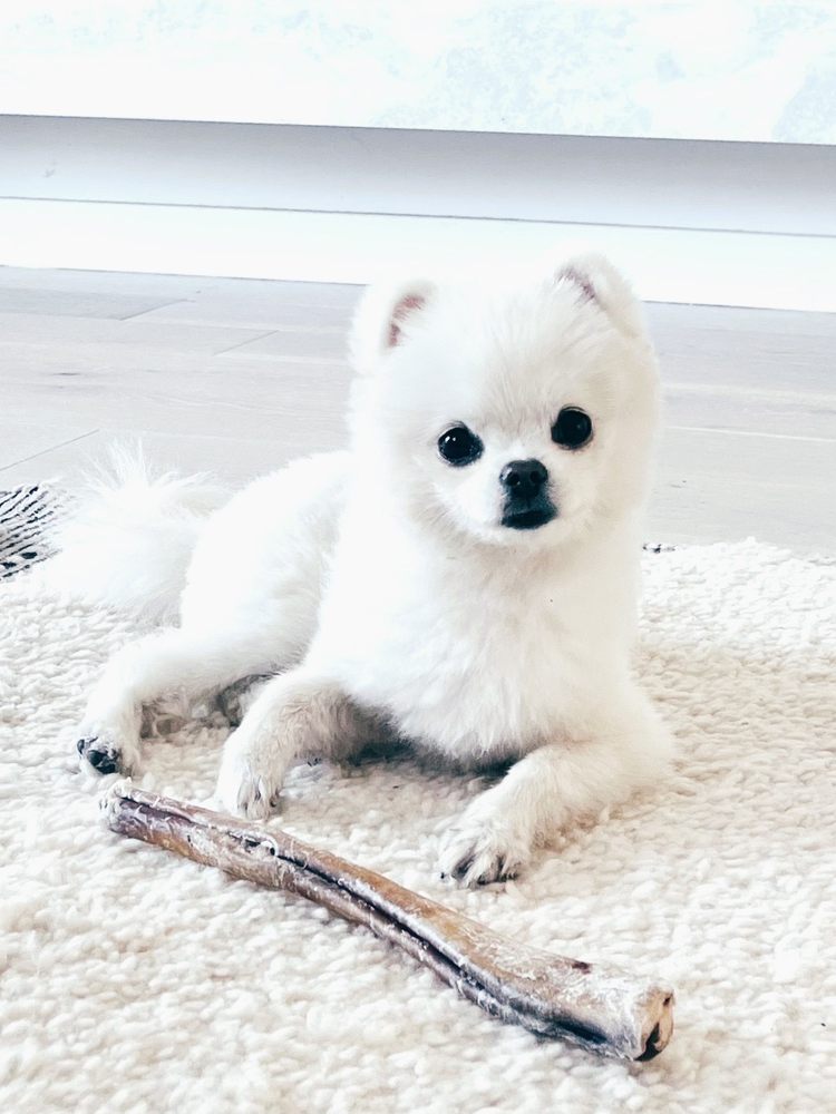 ALL ABOUT DOGS Updated July 2024 25 Photos & 25 Reviews 2656 W