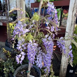 Big Oak Nursery