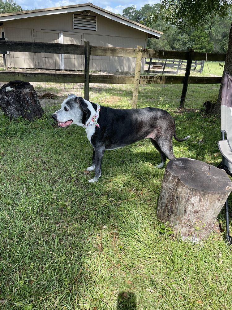 PUP CULTURE DOG GROOMING Updated October 2024 Ocala, Florida Pet