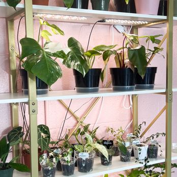 Plants In A Farmhouse - Lots of fun rare plants! - Nurseries & Gardening Near Me - Killen, Alabama Plants In A Farmhouse - Lots of fun rare plants! - Nurseries & Gardening Near Me - Killen, Alabama