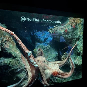 National Aquarium - Octopus - Aquariums Near Me - Baltimore, Maryland National Aquarium - Octopus - Aquariums Near Me - Baltimore, Maryland