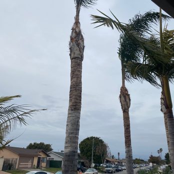 Higos Lawncare - Beautiful work at trimming and I will continue to have the team maintain my palm trees! - Landscaping Near Me - Oxnard, California
