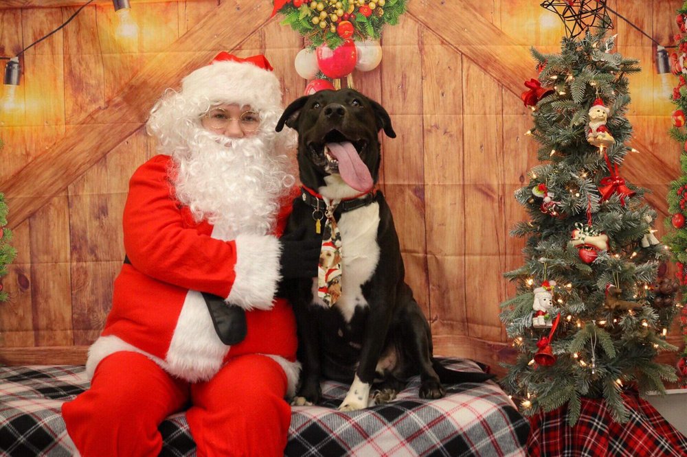 BUBBLES AND BOWS DOG GROOMING Updated September 2024 12 Reviews