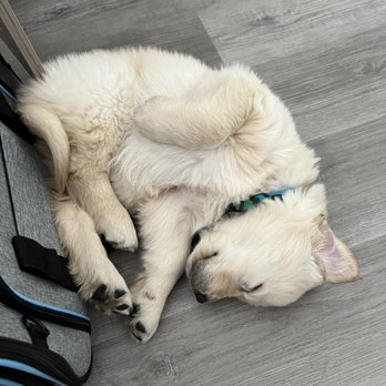 Golden State Retrievers - Puppy - Pet Breeders Near Me