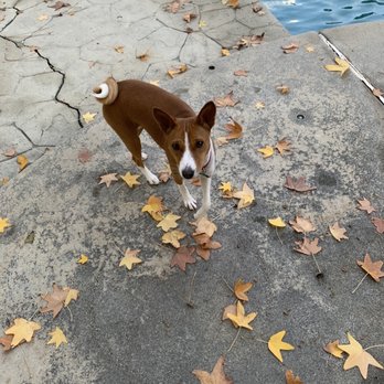 LA Dog Experts - Pet Training Near Me LA Dog Experts - Pet Training Near Me