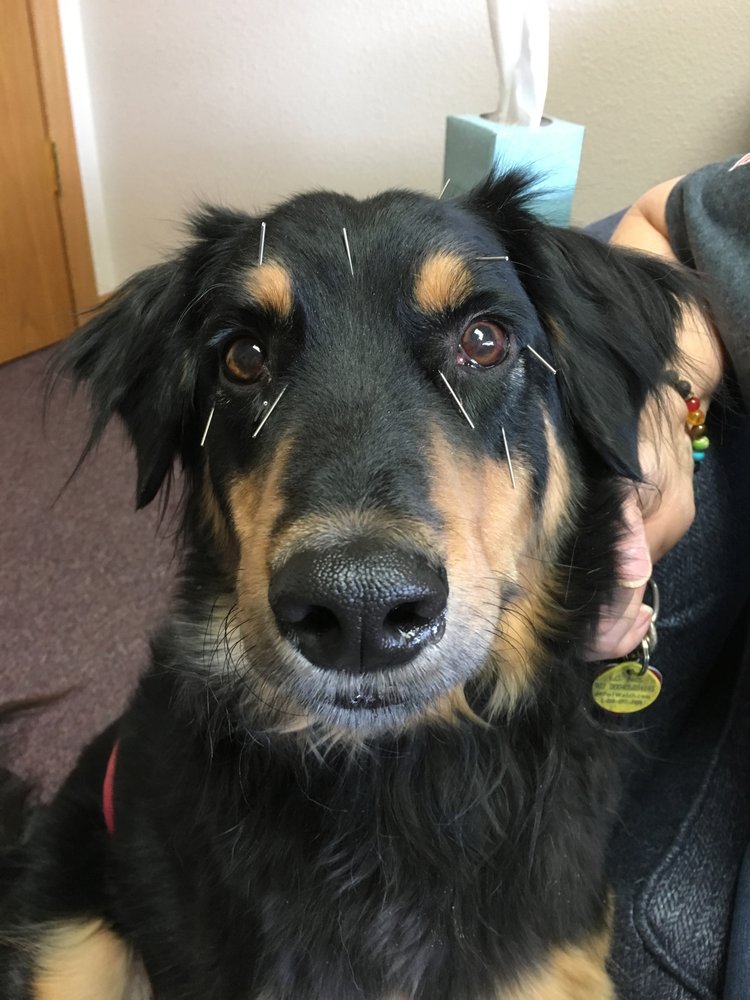 HEALING WAYS VETERINARY CARE VETERINARY ACUPUNCTURE Request