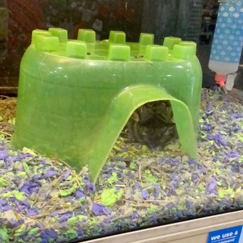 PetSmart - Another chin is hiding there - Pet Stores Near Me - West Covina, California PetSmart - Another chin is hiding there - Pet Stores Near Me - West Covina, California