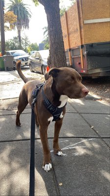 Dog Walking - Not everyone has time to take their fur baby out on a walk, or to the dog park to play and run around. Dogs need some play time and need to run around to get their energy out! Call now to schedule a walk for your dog today! Dog Walking - Not everyone has time to take their fur baby out on a walk, or to the dog park to play and run around. Dogs need some play time and need to run around to get their energy out! Call now to schedule a walk for your dog today!