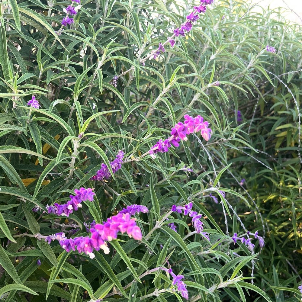 Wilderness Park - Flowers by the pond - Parks Near Me - Downey, California Wilderness Park - Flowers by the pond - Parks Near Me - Downey, California