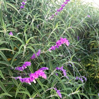 Wilderness Park - Flowers by the pond - Parks Near Me - Downey, California Wilderness Park - Flowers by the pond - Parks Near Me - Downey, California