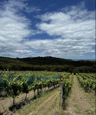 Waiheke Island by null