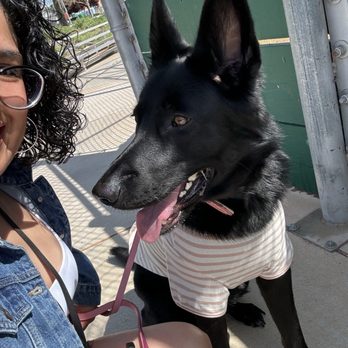 Bay Area K9 Association - Pet Training Near Me - Santa Clara, California
