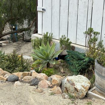 Leo Carrillo Ranch Historic Park - Landmarks & Historical Buildings Near Me - Carlsbad, California