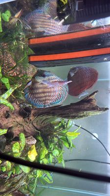 The Fin Shop by null