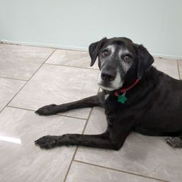 My senior pup all chill at Brevard Aid to Animals! My senior pup all chill at Brevard Aid to Animals!