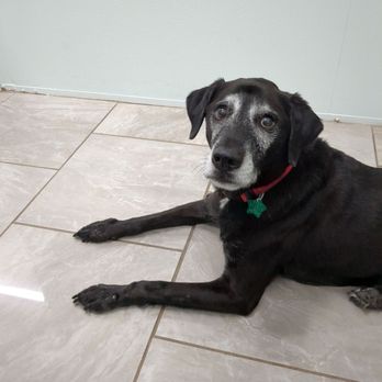 Brevard Aid To Animals - My senior pup all chill at Brevard Aid to Animals! - Veterinarians Near Me - Melbourne, Florida Brevard Aid To Animals - My senior pup all chill at Brevard Aid to Animals! - Veterinarians Near Me - Melbourne, Florida