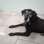 Photo of Brevard Aid To Animals