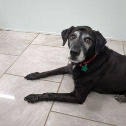 Brevard Aid To Animals - My senior pup all chill at Brevard Aid to Animals!