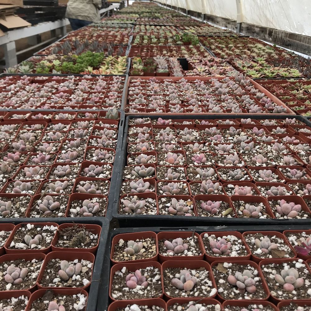 Rojas Succulents and Cacti - Nurseries & Gardening Near Me - Fallbrook, California