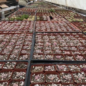 Rojas Succulents and Cacti - Nurseries & Gardening Near Me - Fallbrook, California