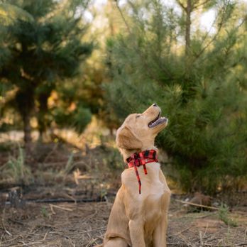 Doggie Dos  - Pet Groomers Near Me - La Mesa, California