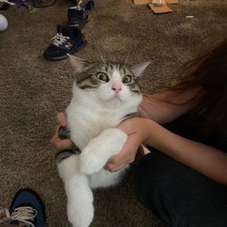 Chula Vista Animal Care Facility - Dont fuck with this cat.