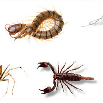 Strike 3 Pest Control - Pest Control Near Me - Edmond, Oklahoma