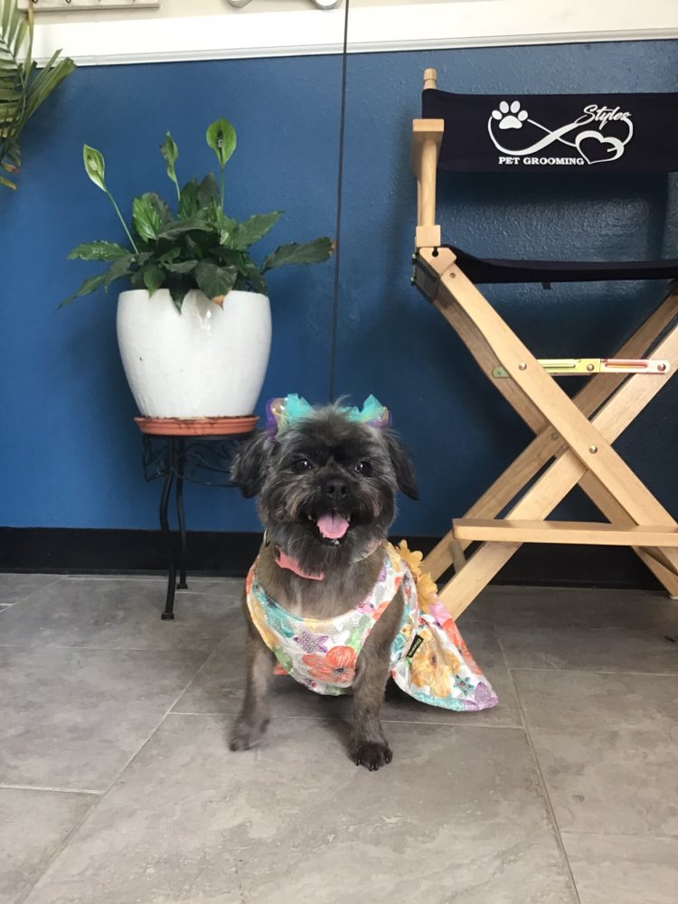 STYLES PET GROOMING 134 Photos & 67 Reviews 32355 Yucaipa Blvd