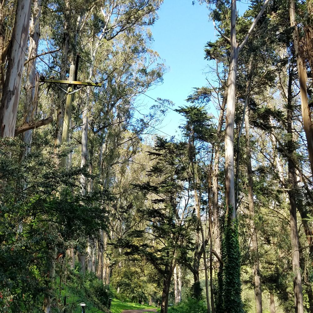 Glen Canyon Park - Tall trees - Parks Near Me - San Francisco, California Glen Canyon Park - Tall trees - Parks Near Me - San Francisco, California