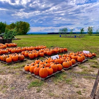 Social Island - Pick Your Own Farms Near Me - Goshen, New York Social Island - Pick Your Own Farms Near Me - Goshen, New York