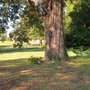 Wood Movers Tree Service