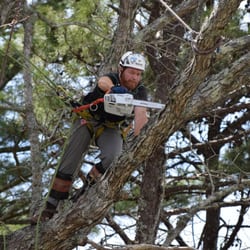 Up A Tree