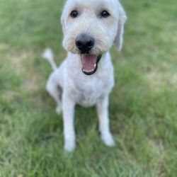 Puppy Luv - Summer cut on a Goldendoodle.