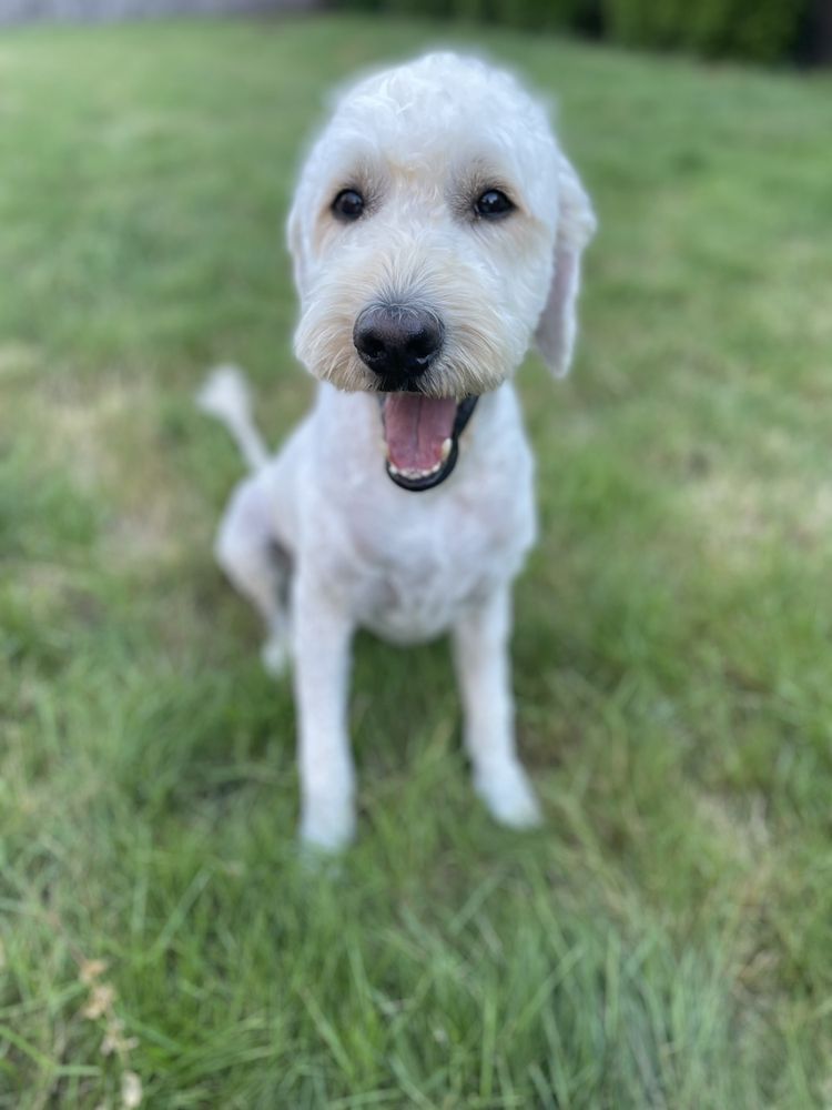 Puppy Luv - pet boarding facility in Federal Way, WA