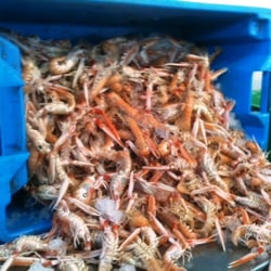 Dorans on the Pier - Offloading some Dublin Bay Prawns