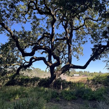 Botanica  - Nurseries & Gardening Near Me - Sebastopol, California