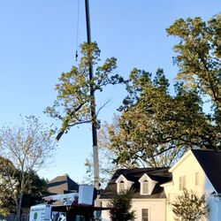 Big Timber Tree Service