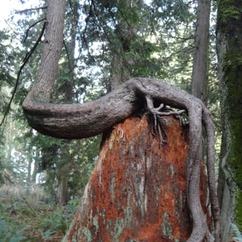 Belcarra Park - Interesting tree in the park. It reminded me of some kind of lizard laying out. - Parks Near Me - Belcarra, British Columbia