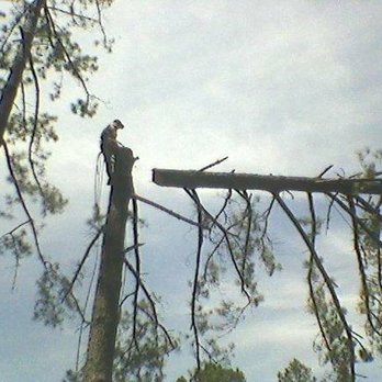 Wright Away Tree Service - Tree topping - Tree Services Near Me
