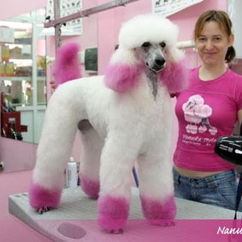 Nanuka Style - Pet Groomers Near Me - Benalmádena, Massachusetts Nanuka Style - Pet Groomers Near Me - Benalmádena, Massachusetts