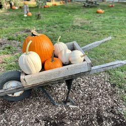 Morning Glory Farm - Pumpkins in the yard at Morning Glory farms