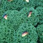Gartencenter Holland