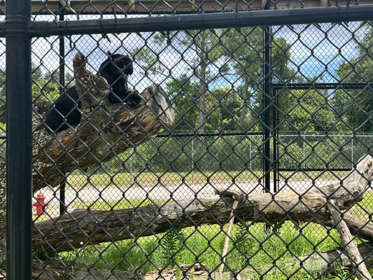 Alabama Gulf Coast Zoo by null