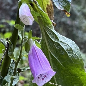 Skunk Train - Beautiful flowers on the trail - Tours Near Me - Fort Bragg, California