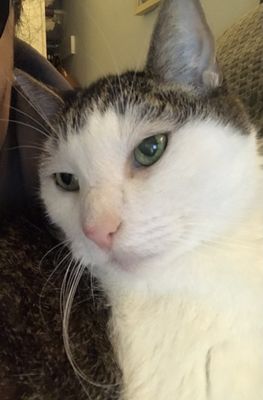 Lawndale Pet Hospital by null